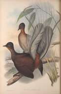 Image of Albert's Lyrebird