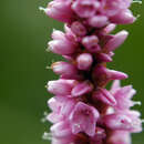 Image of water smartweed