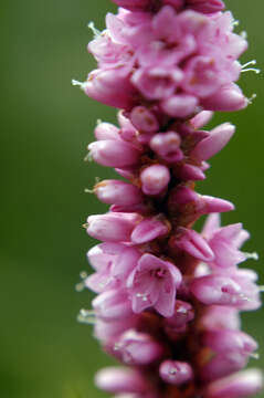 Sivun Persicaria amphibia var. stipulacea (N. Coleman) H. Hara kuva