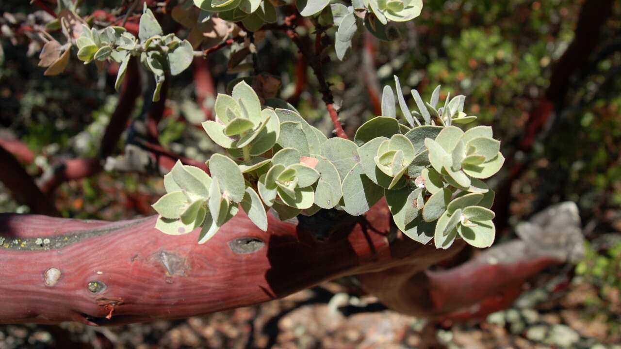 Слика од Arctostaphylos auriculata Eastw.