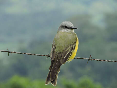 Image of Kingbird