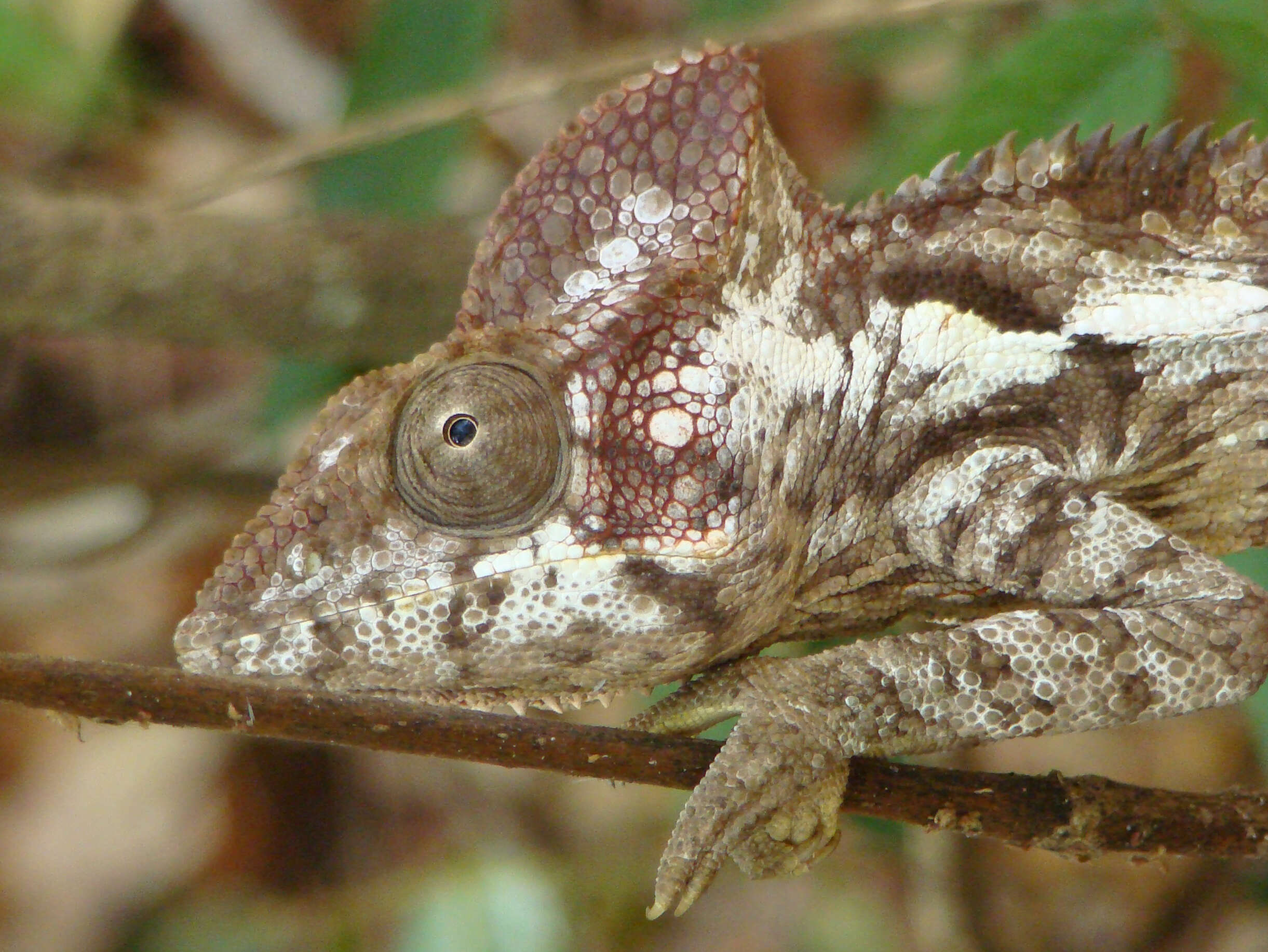 Image of Malagasy chameleons