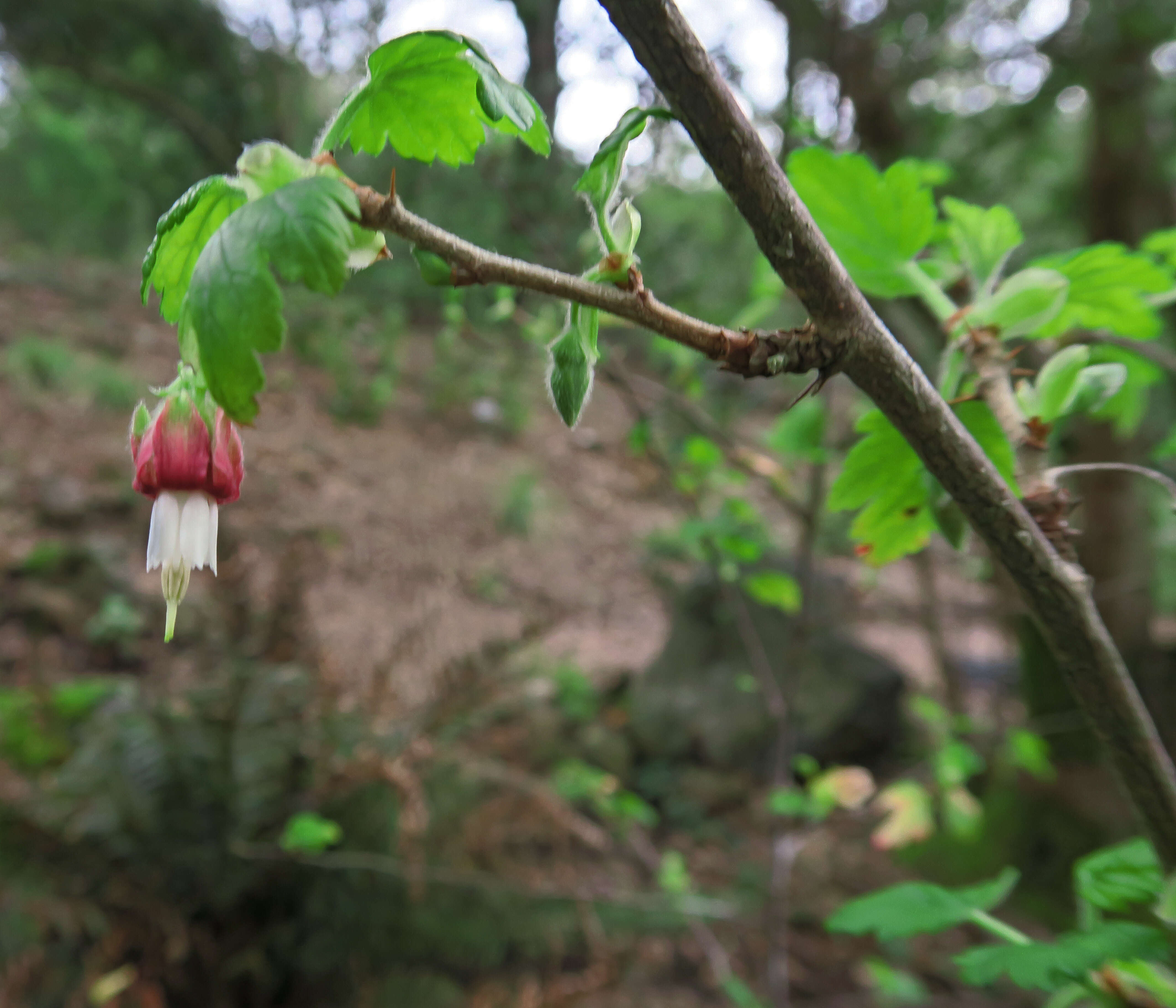 Image of Santa Cruz gooseberry