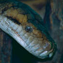 Image of Amethystine or scrub python