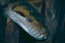 Image of Amethystine or scrub python