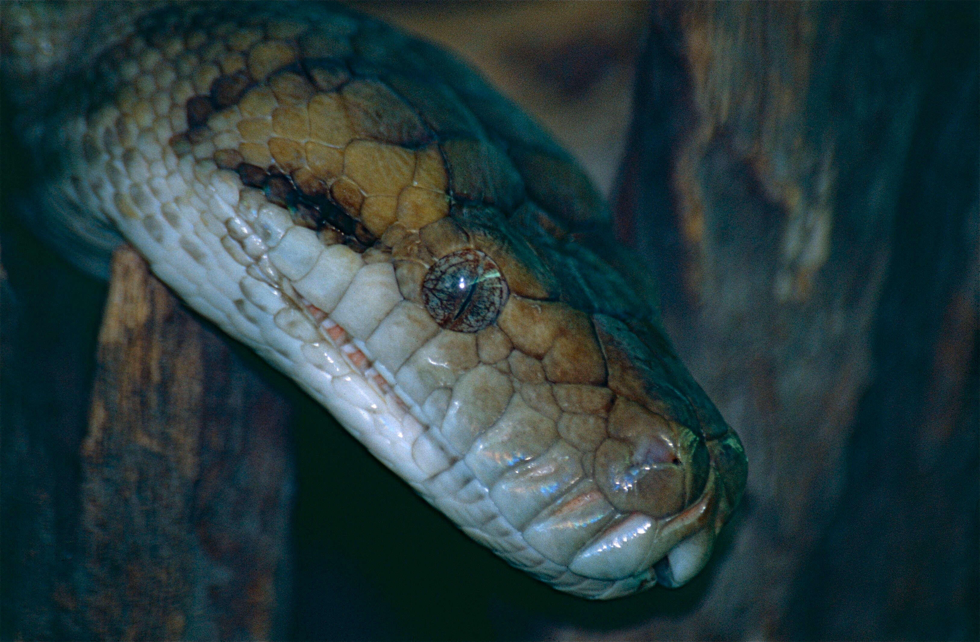 Image of Amethystine or scrub python