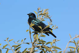 Image of Lamprotornis Temminck 1820