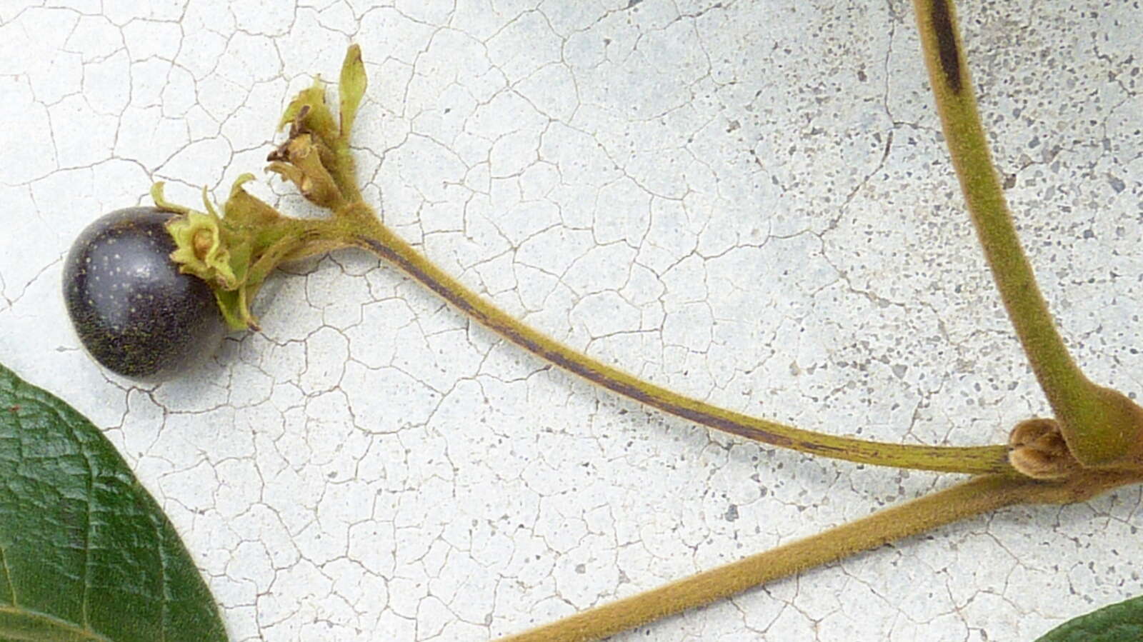 Image of Vitex rufescens A. Juss.