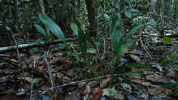 Image of Koellensteinia spiralis Gomes Ferreira & L. C. Menezes