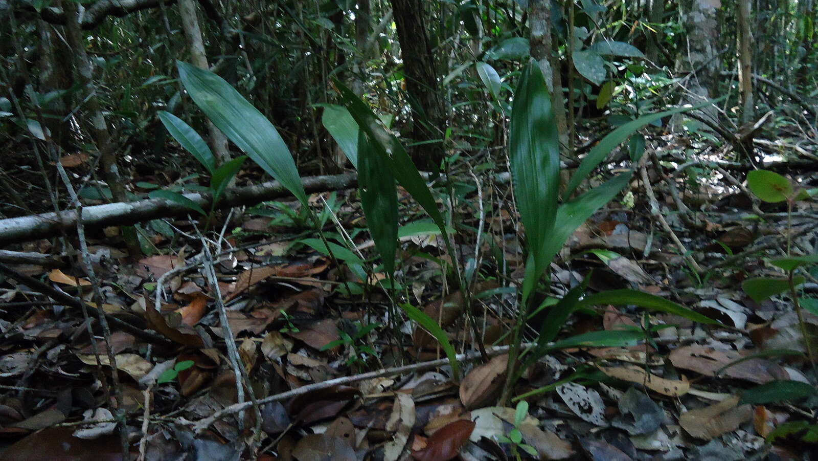 Image of Koellensteinia spiralis Gomes Ferreira & L. C. Menezes