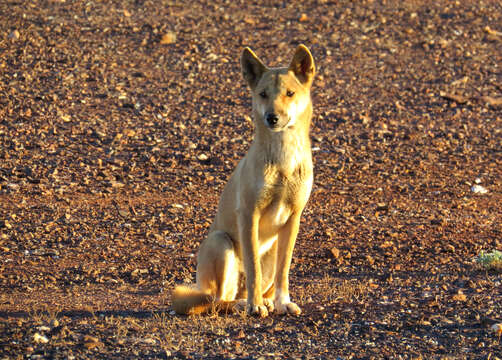 Image of Dingo