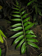 Image of leatherfern