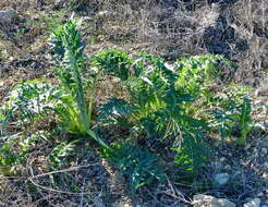 Image of cynara