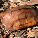 Image of Black-breasted leaf turtle