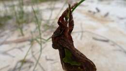 Image of Lepidoptera