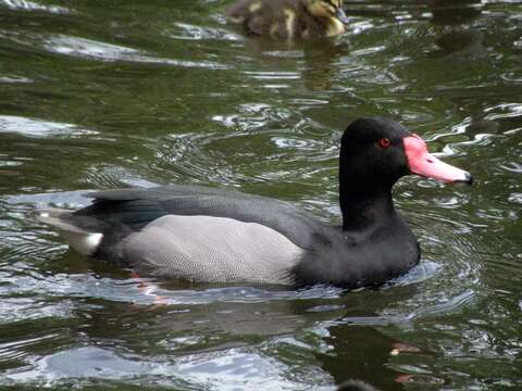 Image of Rosy-billed Pochard