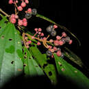 Image of Miconia stevensiana F. Almeda