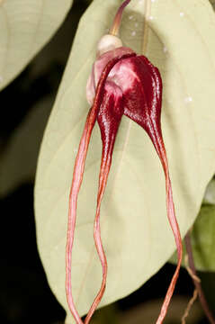 Image of Aristolochia tricaudata Lem.