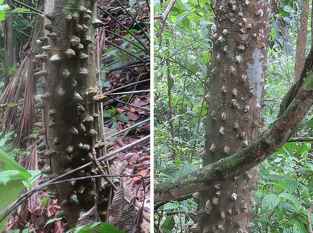 Image de Zanthoxylum setulosum P. Wilson