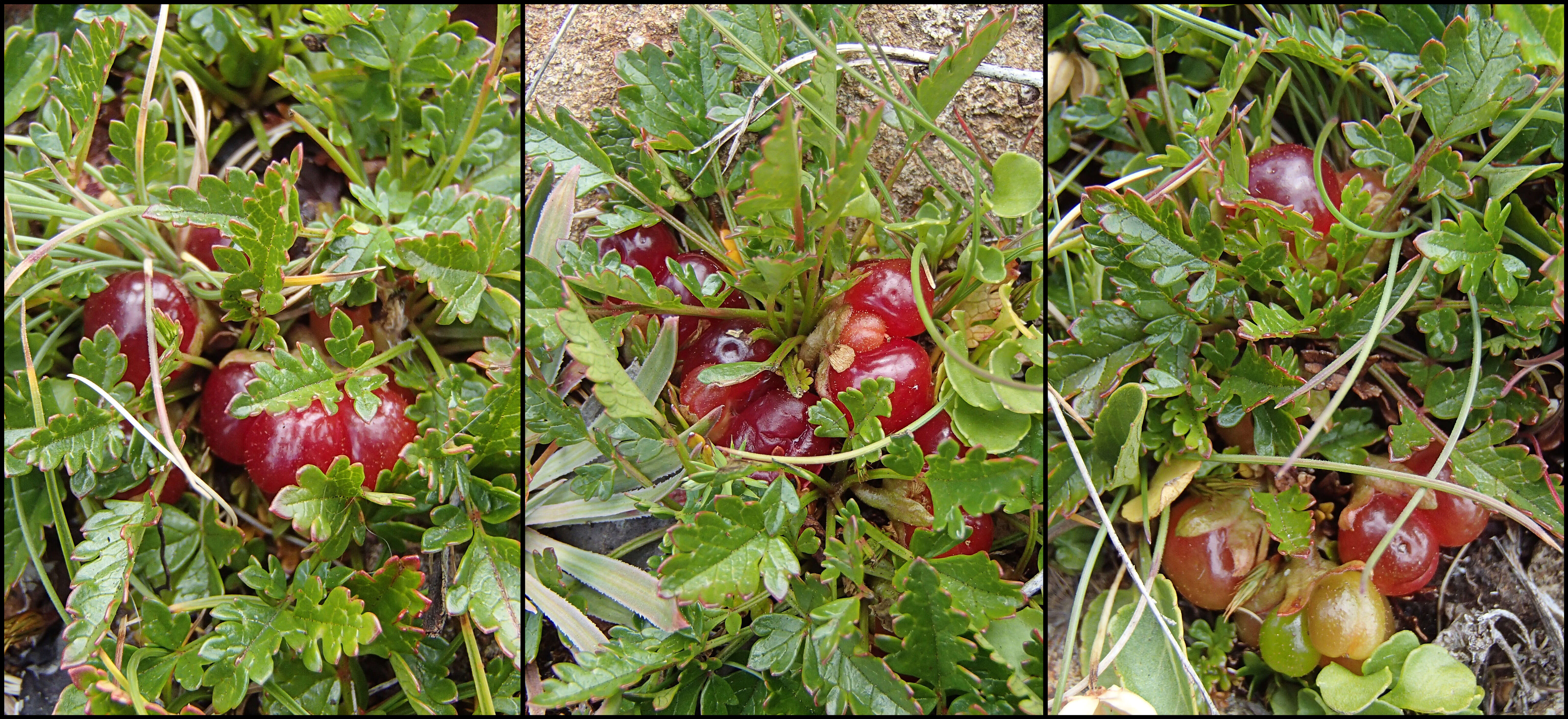 Image of Rubus gunnianus Hook.