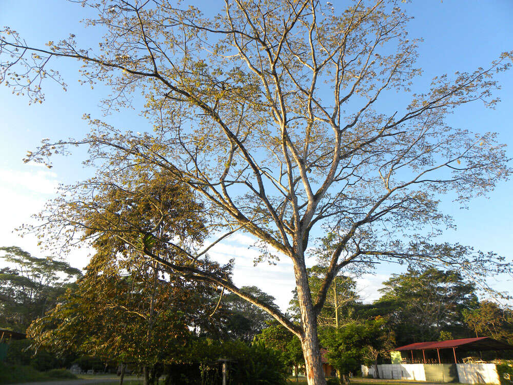 Image of Albizia guachapele (Kunth) Dugand