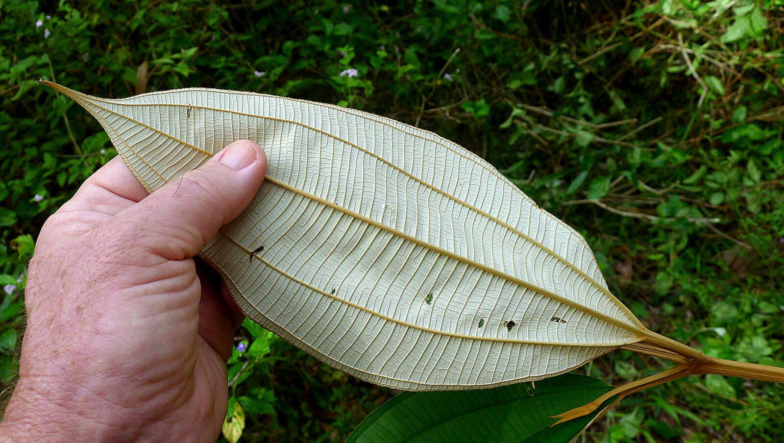 Image of Miconia hypoleuca (Benth.) Triana