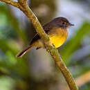 Image of Tawny-chested Flycatcher