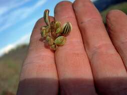 Imagem de Lomatium ambiguum (Nutt.) Coult. & Rose