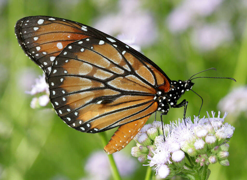 Image of Monarch Butterfly