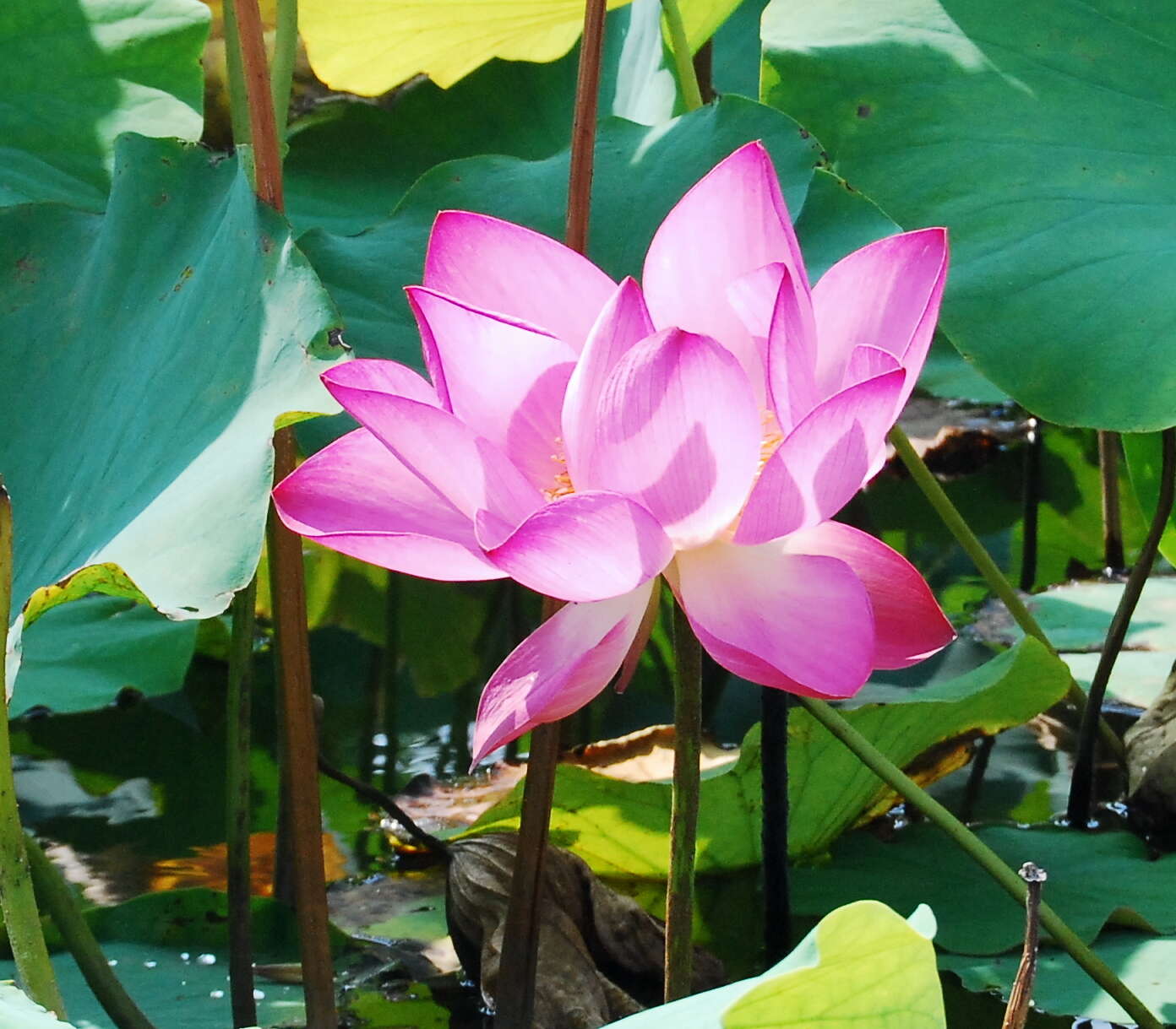 Image of lotus