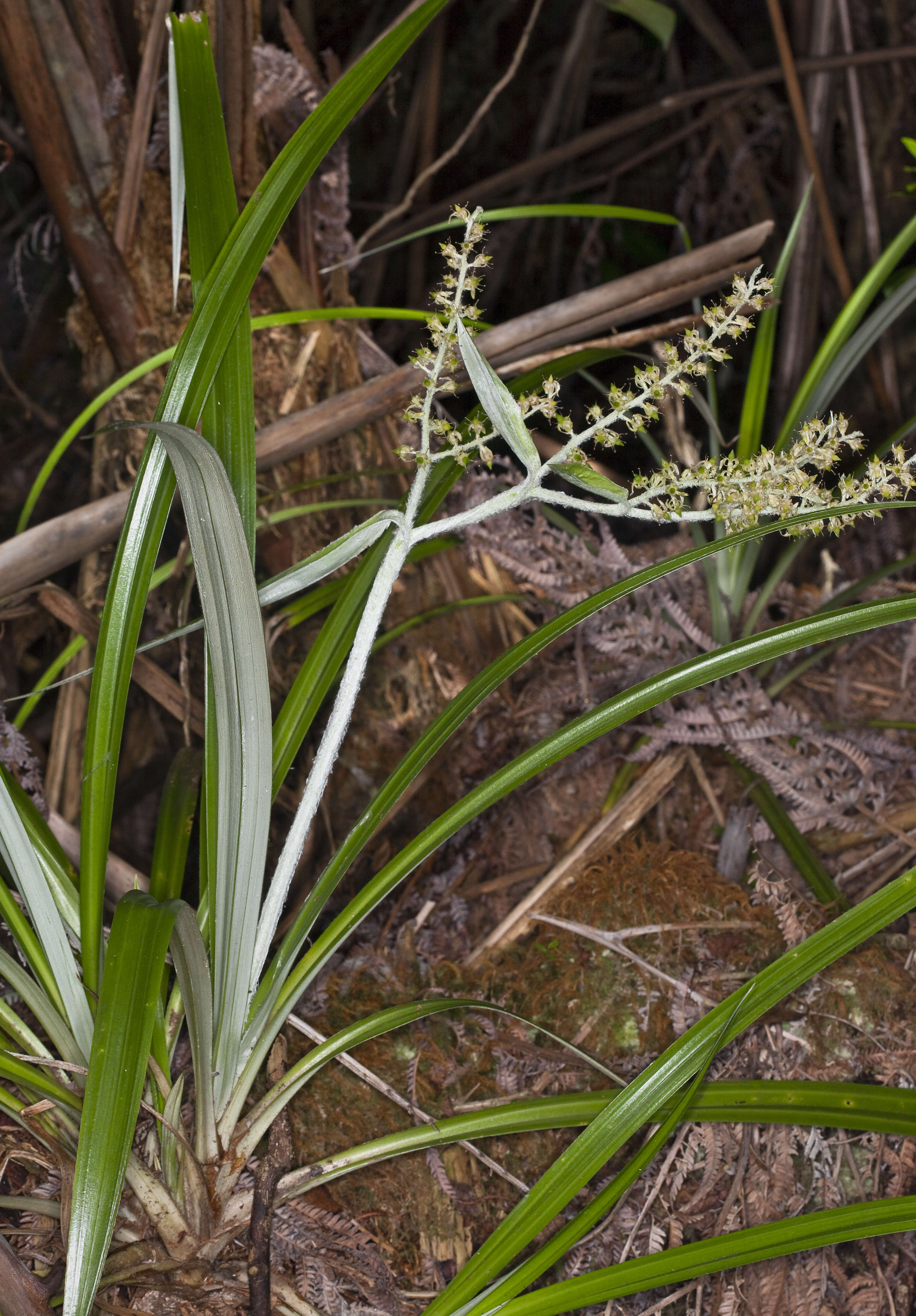 Image of Asteliaceae