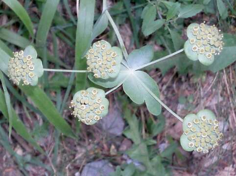 Bupleurum angulosum L. resmi