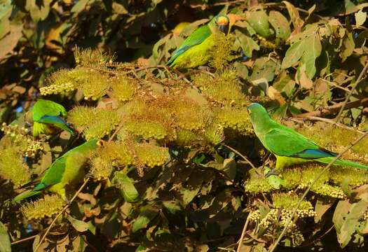 Image of Yellow-chevroned Parakeet