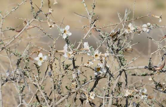 Imagem de Rhigozum tricotomum