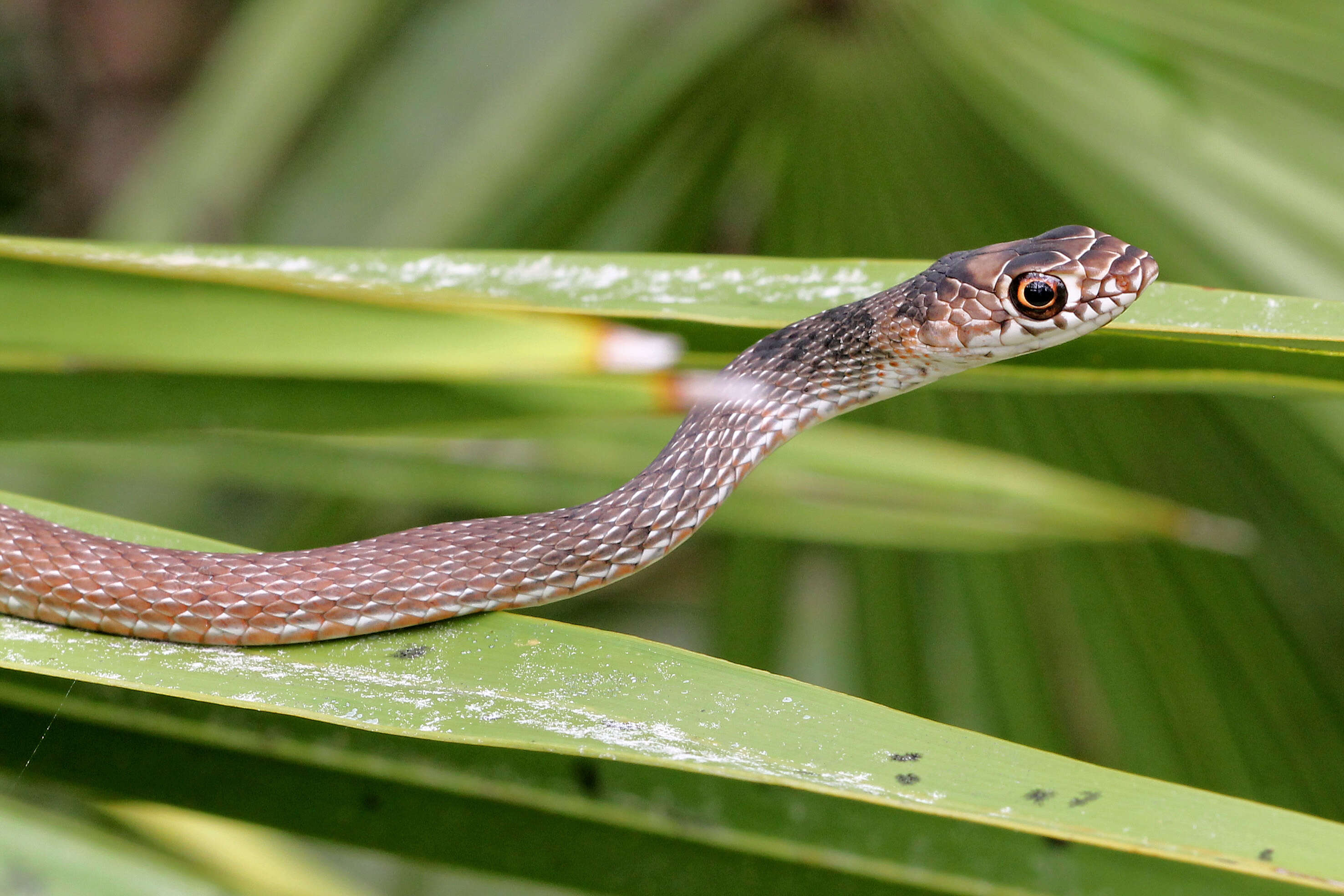 Image of Coachwhip