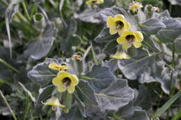 Image of white henbane