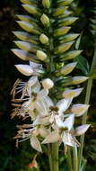 Image of Coutoubea spicata Aubl.