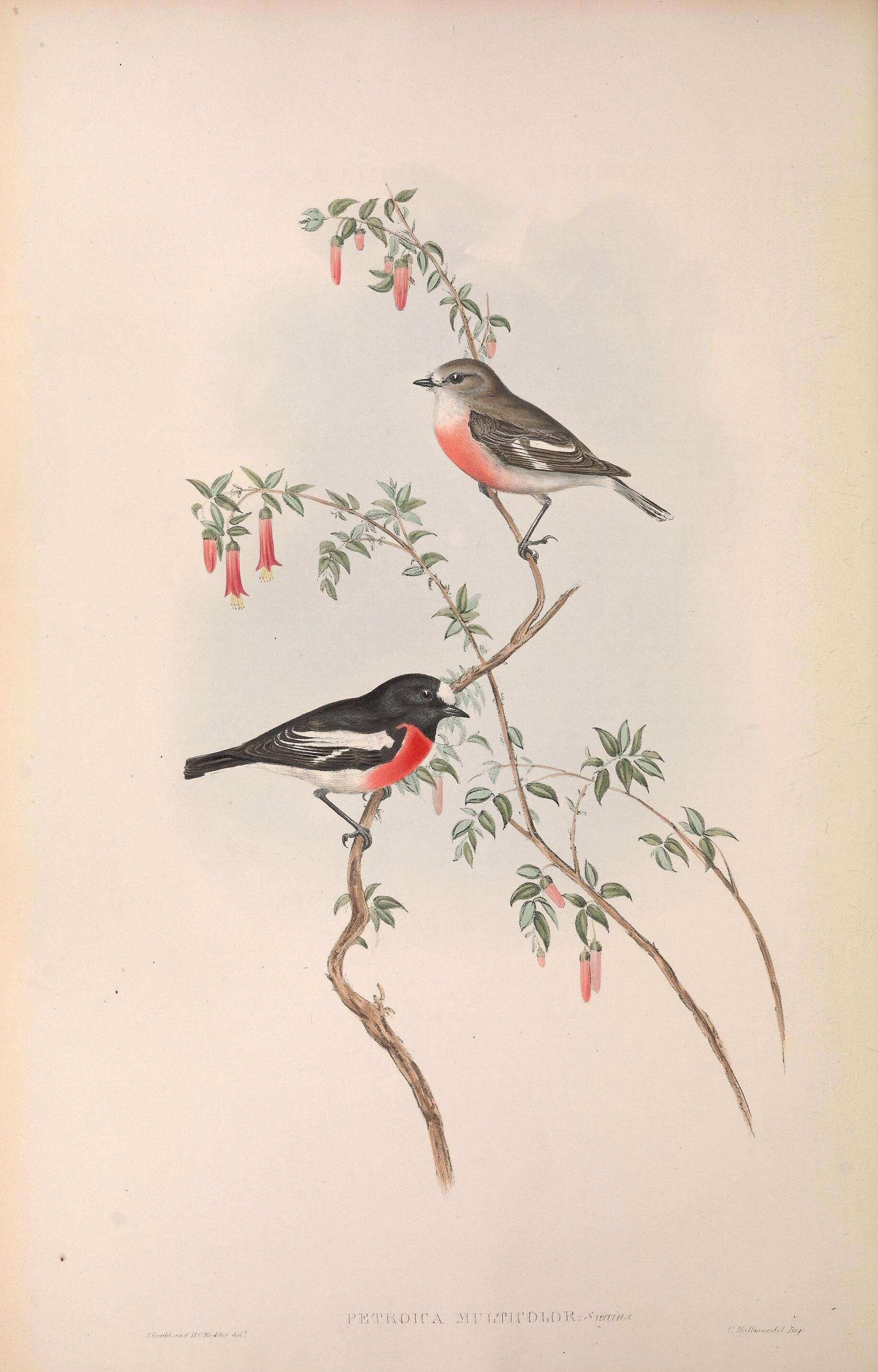 Image of Petroica Swainson 1829