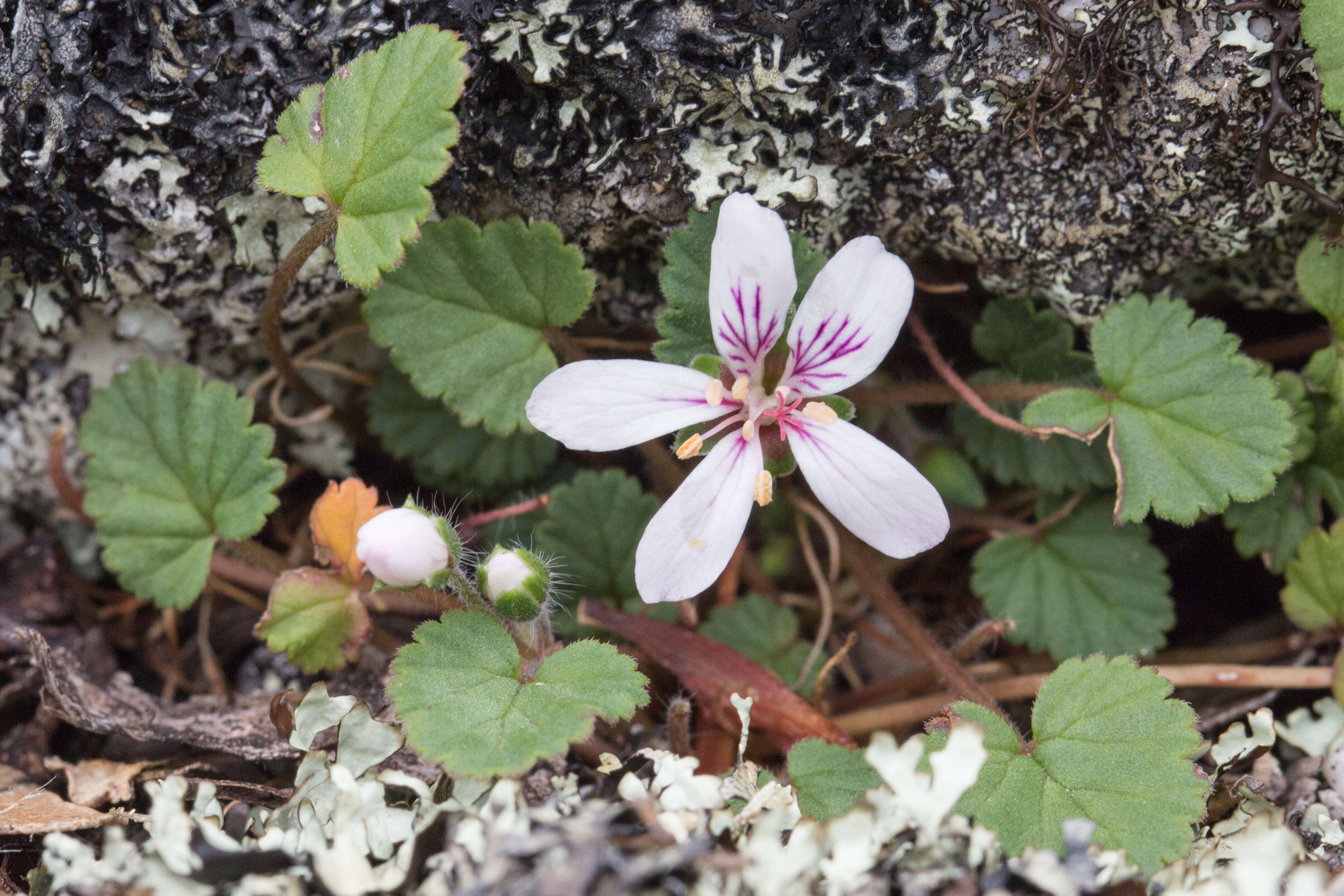 Слика од Pelargonium australe (Poir.) Jacq.