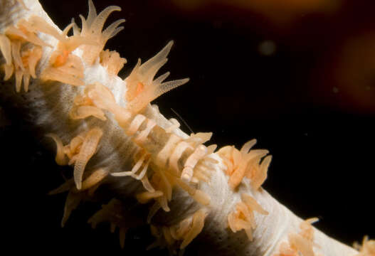 Image of Whip coral shrimp