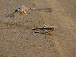 Image of Lesser Kestrel