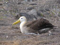 Image of North Pacific albatross