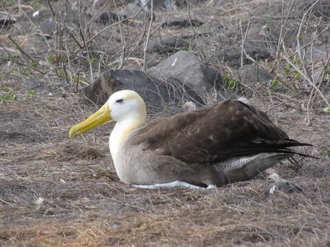 Image of Waved Albatross