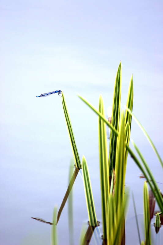 Imagem de Coenagrion puella (Linnaeus 1758)