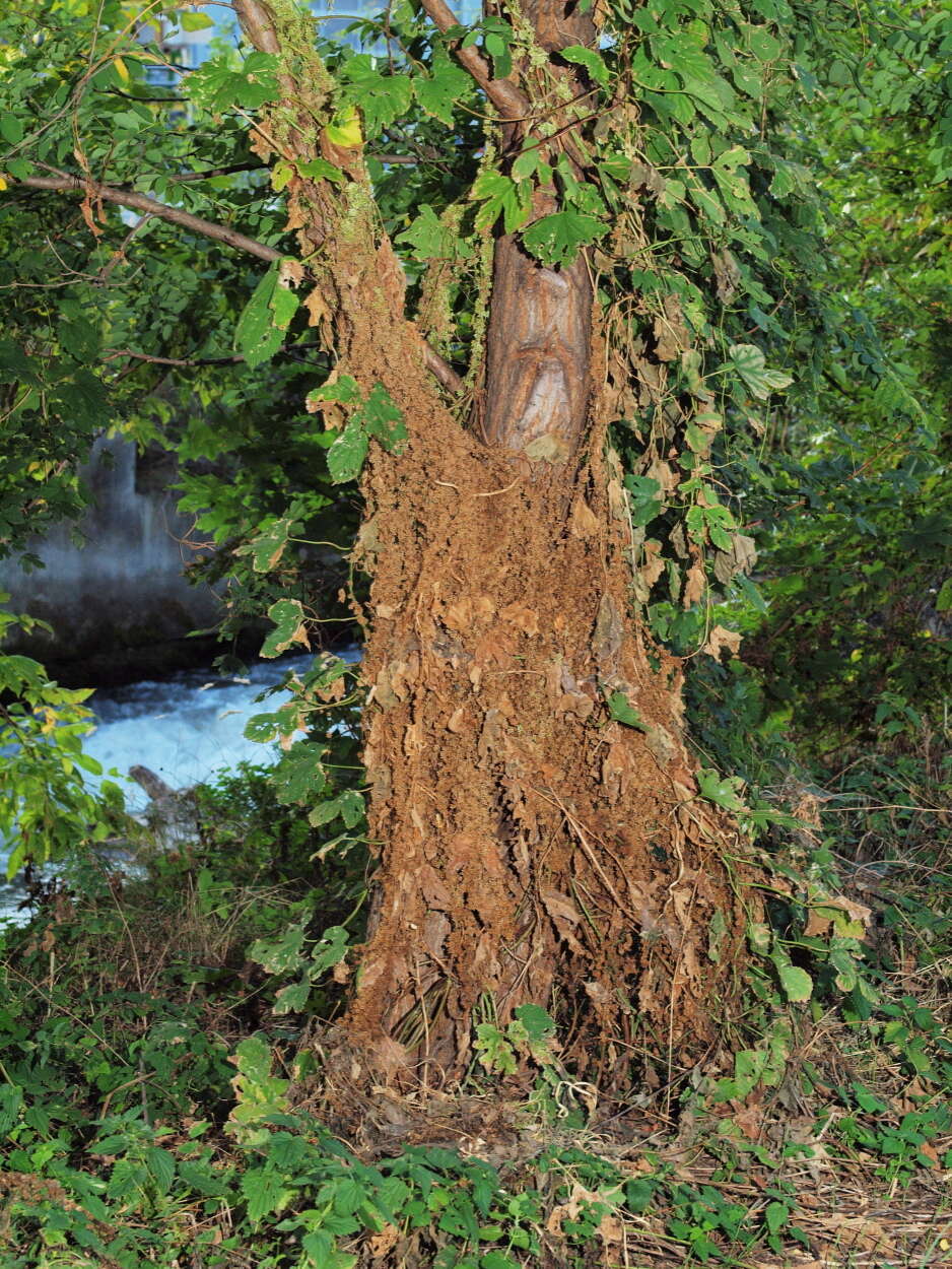 Imagem de Cuscuta europaea L.