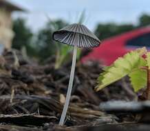 Image de Coprin parasol