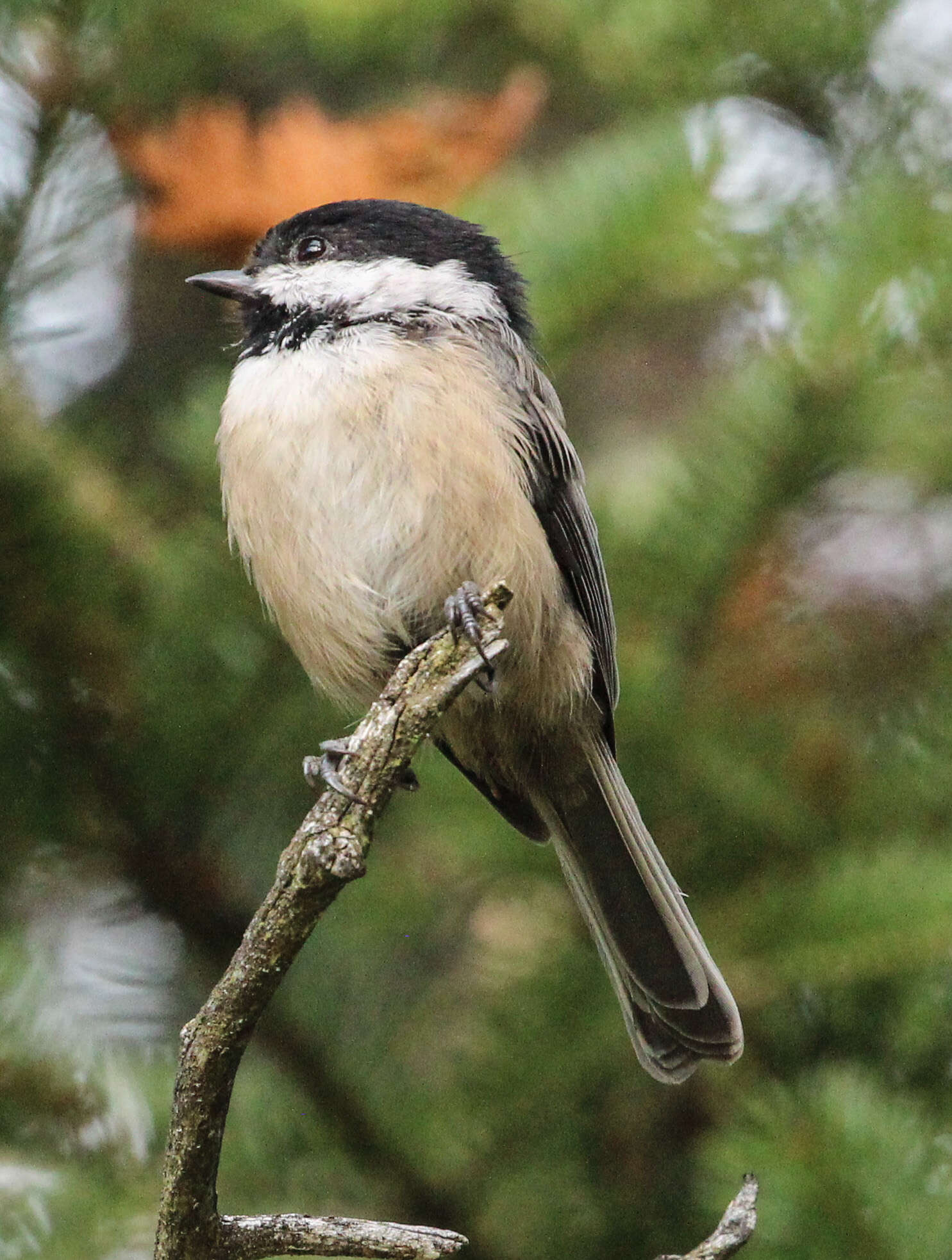 Plancia ëd Poecile atricapillus (Linnaeus 1766)