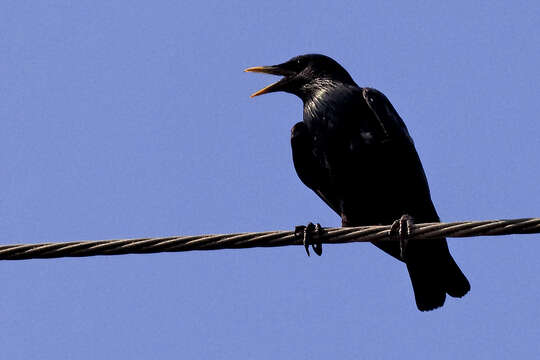 Image of Spotless Starling