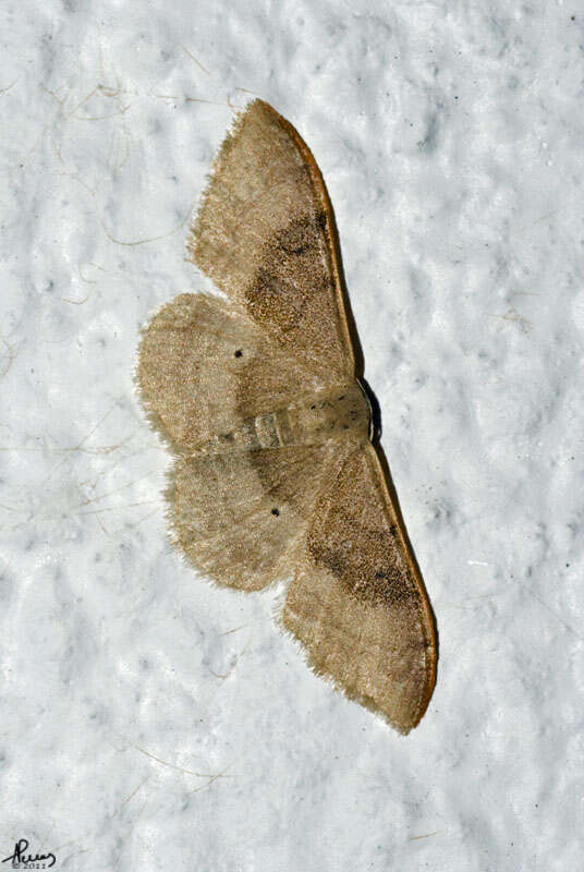 Image of Idaea degeneraria Hübner 1798