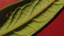 Image of Diospyros gaultheriifolia Mart. ex Miq.